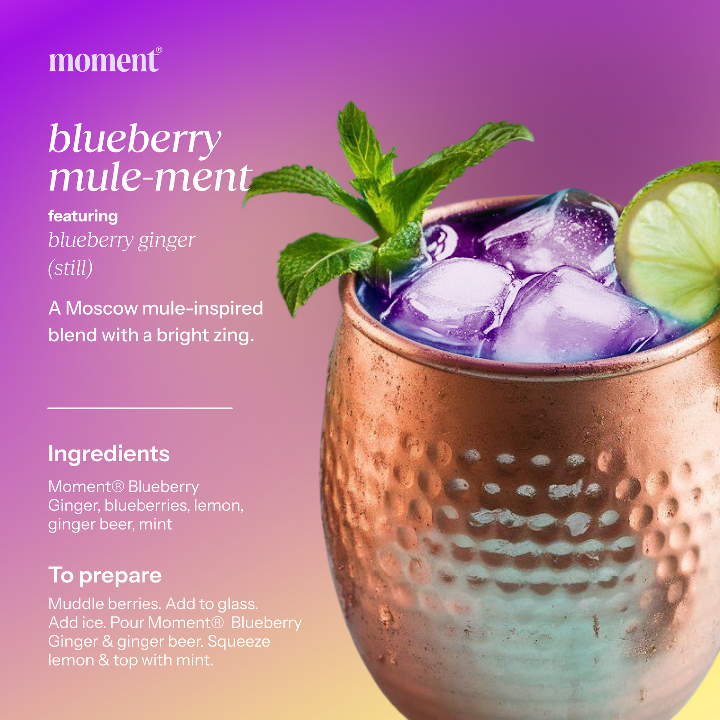 Moment blueberry ginger (botanical tea | 12 pack)